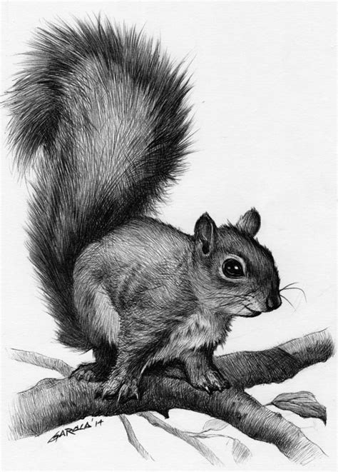 See more ideas about tattoo drawings, tattoos, body art tattoos. 1000+ ideas about Squirrel Tattoo on Pinterest | Acorn Tattoo ... | Animal drawings, Pencil ...
