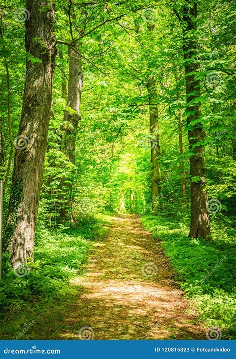 Sun Shines On Trail Along Beautiful Green Forest Nature Stock Image