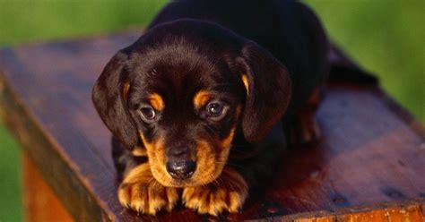 All Breeds Dogs Black And Tan Coonhound Dog