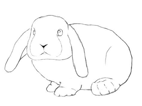 How To Draw A Bunny Step By Step Draw Central Bunny Drawing Bunny