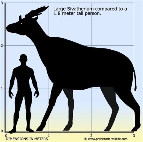 Sivatherium An Early Giraffe Prehistoriccreatures Sivatherium An