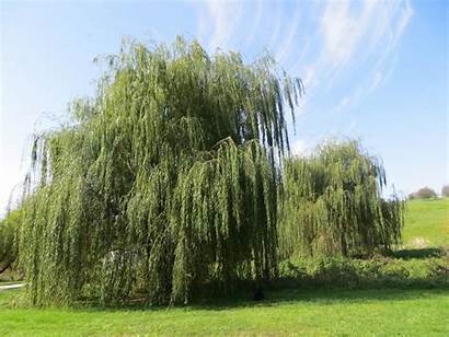 Hybrid Trees Willow Weeping Growing Fast Weep