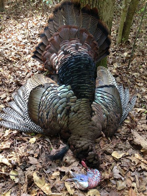 2014 Gobbler Nation Kill Thread Page 2 Gobbler Nation