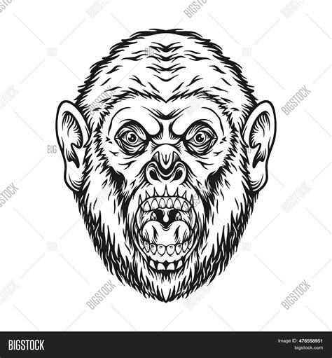 Scary Roar Gorilla Image And Photo Free Trial Bigstock