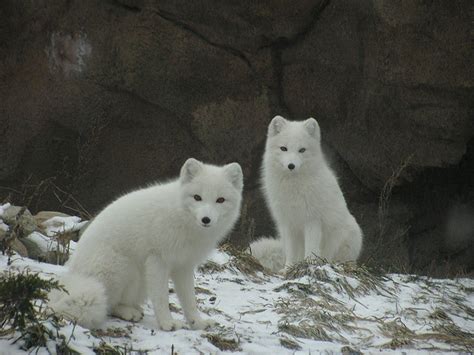 Arctic Fox Facts For Kids Snow Fox Facts For Kids