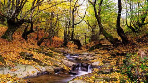 Wonderful Autumn Landscape Forest Trees Stream Fallen