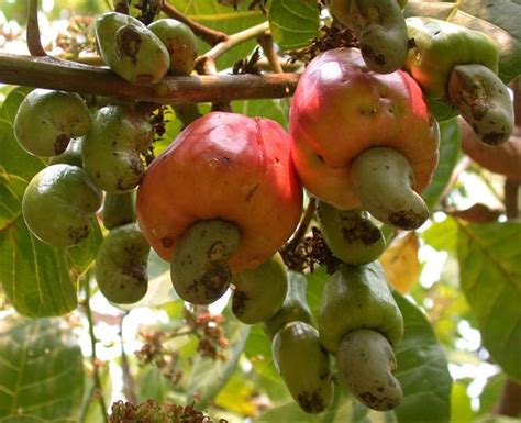 Fruit Trees Home Gardening Apple Cherry Pear Plum Fruit Bearing