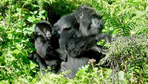 La Gestación Y Reproducción Del Gorila