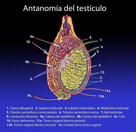 ¿qué es la túnica vaginal de los testículos curiosoando free hot nude porn pic gallery
