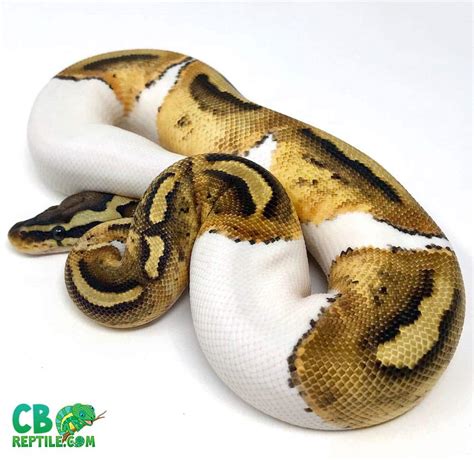 Pastel Pied Python For Sale Baby Pastel Piebald Ball Pythons For Sale