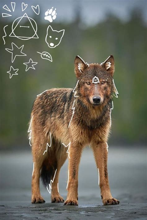 ༄🐺🌿 coastal sea wolf therian pfp | Wolfshond, Dieren