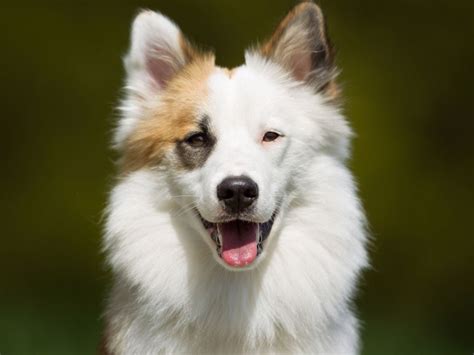 10 Unique Dog Breeds Youve Never Heard Of—until Now