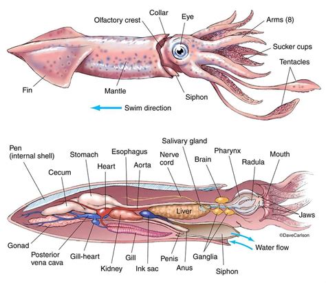 24 Squid Dissection External Anatomy Worksheet Answers Pics Crazy