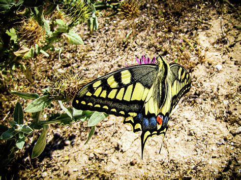 Very easy to be recognized, the species is spread across many parts of the world in 37 recognized subspecies. Yellow Swallowtail butterfly Photograph by Stuart Atton