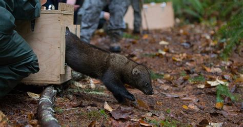 Fisher Conservation Northwest