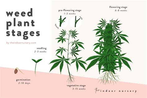 Weed Plant Stages