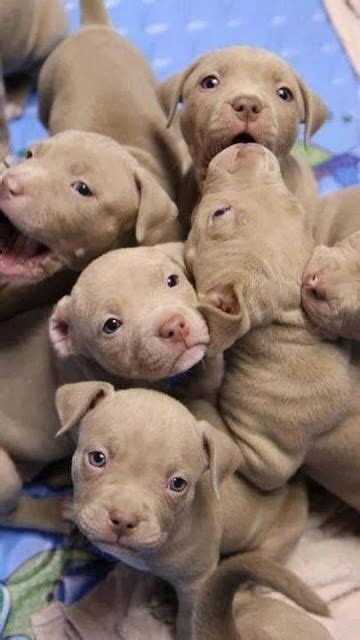 Baby Pit Bulls Posted By Sallie 43 On Animals Share Sunday