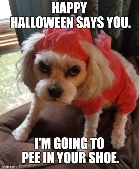 Halloween Memes With Dogs Russell Whitaker