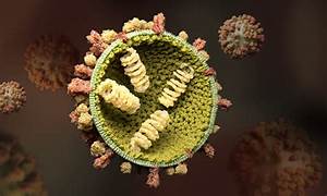 Understanding the influenza virus - EMBL Influenza  