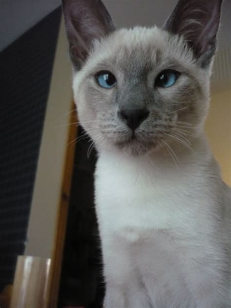 Seal Point Siamese Cats Hypoallergenic