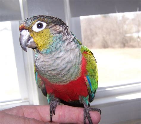 Crimson Bellied Conure Facts Care As Pets Price Pictures