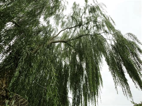Weeping Willow 01 By Simbores On Deviantart