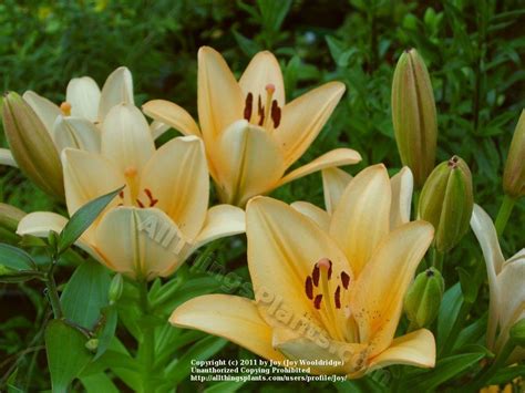 Photo Of The Bloom Of Lily Lilium Salmon Classic Posted By Joy