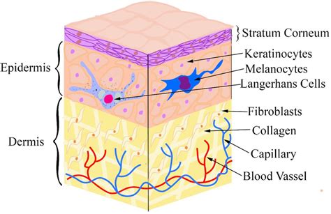 Skin Layers And Its Structure Dermis And Epidermis Download