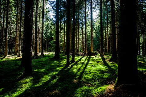 Hoe Beïnvloeden Bomen De Atmosfeer En Het Klimaat Van De Aarde Bira