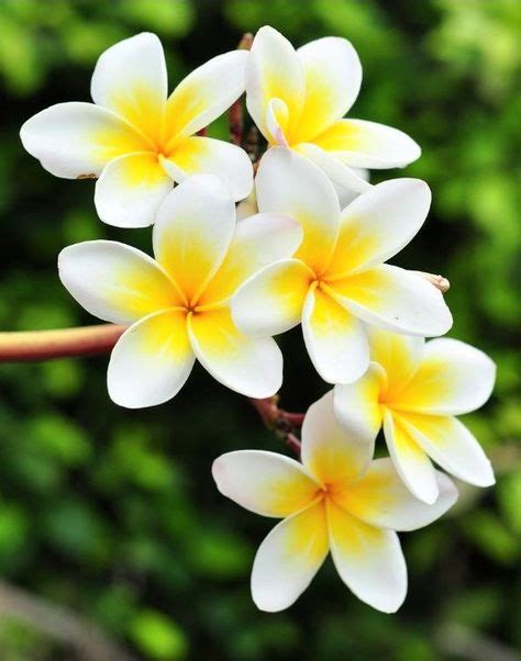 Gambar Bunga Kamboja Kuning Koleksi Gambar Bunga