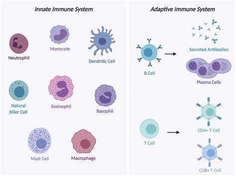 Illustration Of Innate And Adaptive Immune System Cells Innate Immune