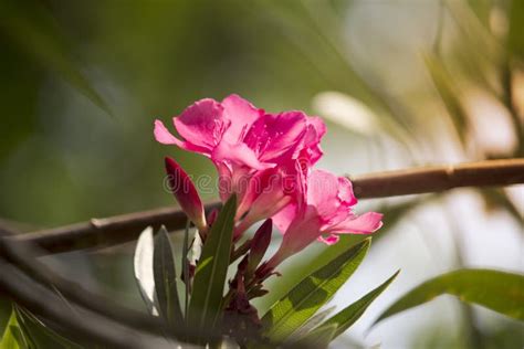 Pink Oleander Flower On The Tree With Soft Sunlight In The Morning