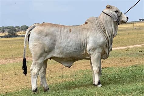 Mr V8 2797 P Polled Brahman Bull Br Cutrer Inc
