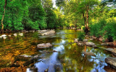 Clear River Forest Rocks Wallpapers Clear River Forest