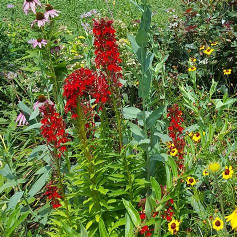 Cardinal Flower Facts Grow And Care Growit Buildit