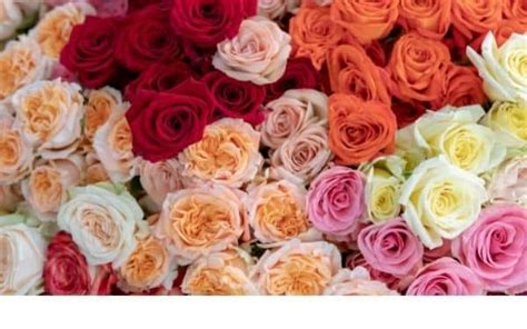 Reminder Last Day To Order Costco Valentines Roses W Free Delivery Is