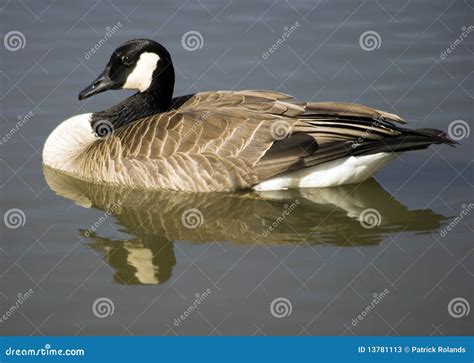 Canadian Goose Stock Image Image Of Stream Avian Fowl 13781113