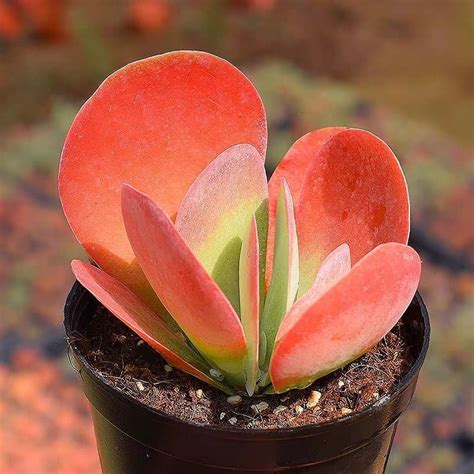Kalanchoe Flapjacks Succulent In 2020 Red Succulents