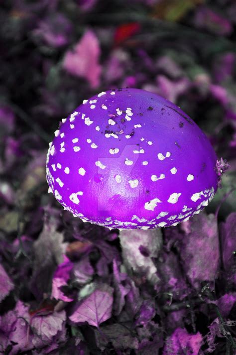 Purple Magic Mushroom By Dragon Flame13 On Deviantart