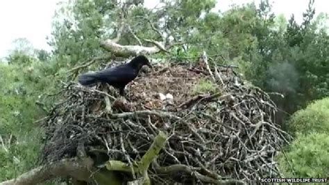 Loch Of The Lowes Webcam Catches Crow Taking Osprey Egg Bbc News