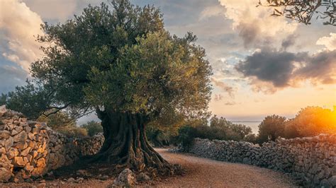 Discover The Oldest Olive Trees In The World A Z Animals