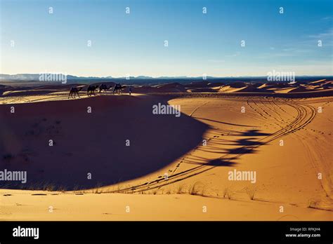 Camel Tracks In The Sand High Resolution Stock Photography And Images