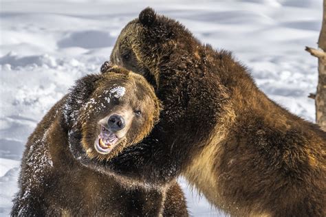 Grizzly Bears Wrestling Playing Fighting Montana Winter S Flickr