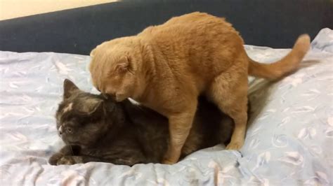 Ridiculous Cats Having Sex Youtube