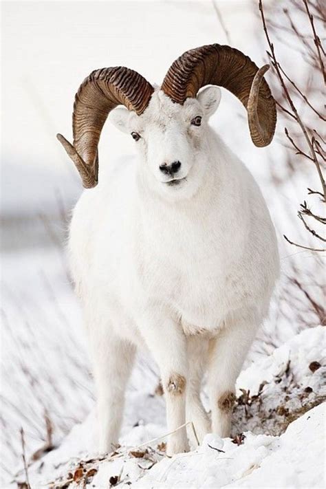 White Ram In Winterlandscape ⊱╮ Рог Домашние птицы Дикие животные