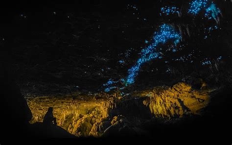 Hd Wallpaper Fireflies New Zealand Cave Waitomo Glowworm Caves