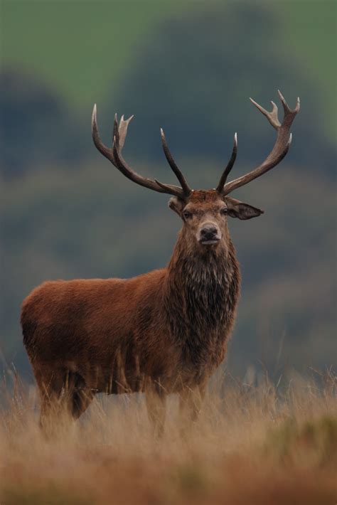 Wildlife In Cornwall Red Deer Stags Exmoor Cervus Elaphus