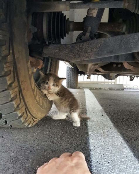 Guy Gives Scared Kitten A Forever Home After Finding Her Under A Truck 4 Pics