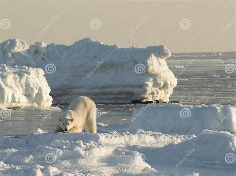 Polar Bear King Of The Arctic Stock Image Image Of White Bear 14541205