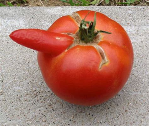 Attack Of The Mutant Tomatoes Local Master Gardener Grows Funny Shaped
